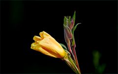 Blütenknospe Blütenknospe