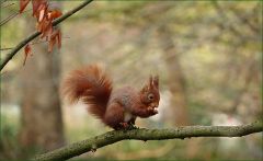 Eichhörnchen Eichhörnchen