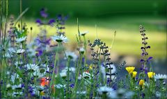Wildblumen im Juni Wildblumen im Juni