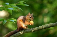 Rückzug auf einen Ast Rückzug auf einen Ast