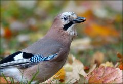 Eichelhäher im Laub