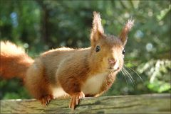 Eichhörnchen Eichhörnchen