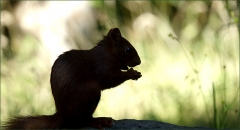 Eichhörnchen