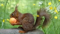 Eichhörnchen mit dem Apfel