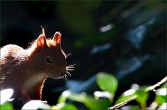 Eichhörnchen Eichhörnchen