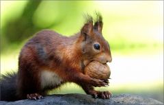 Eichhörnchen Eichhörnchen