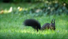 Schwarzes Eichhörnchen Schwarzes Eichhörnchen
