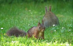 Eichhörnchen und Wildkaninchen Eichhörnchen und Wildkaninchen