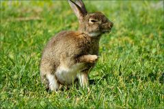 Wildkaninchen Wildkaninchen