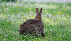Wildkaninchen Wildkaninchen