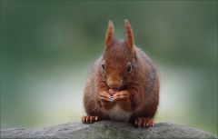 Eichhörnchen Eichhörnchen