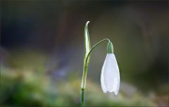 Frühlingsbote Frühlingsbote