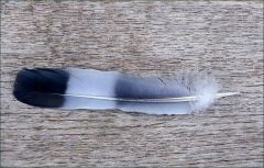 Vogelfeder Vogelfeder