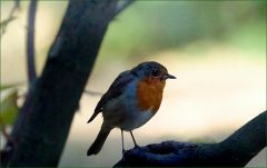 Rotkehlchen Rotkehlchen