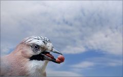 Eichelhäher Eichelhäher