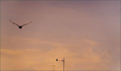 Morgenhimmel vor Sonnenaufgang Morgenhimmel vor Sonnenaufgang