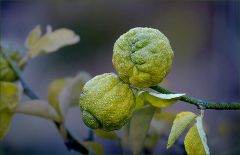 Zwei Bitterorangen Zwei Bitterorangen