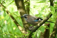 Eichelhäher Eichelhäher