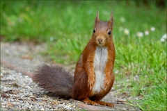 Eichhörnchen Eichhörnchen