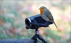 Rotkehlchen auf der Videokamera Rotkehlchen auf der Videokamera