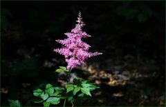 Astilbe Astilbe