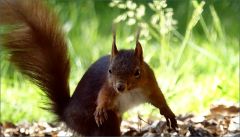 Eichhörnchen Eichhörnchen