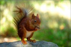 Eichhörnchen Eichhörnchen