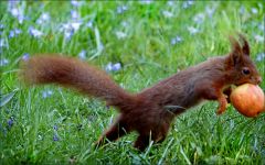 Das Eichhörnchen und mein Apfel Das Eichhörnchen und mein Apfel