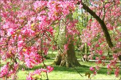 Blütenpracht im April Blütenpracht im April