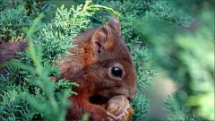 Eichhörnchen mit dem Aprikosenkern Eichhörnchen mit dem Aprikosenkern