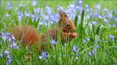 Eichhörnchen Eichhörnchen