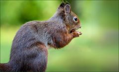 Eichhörnchen mit einer Nuss
