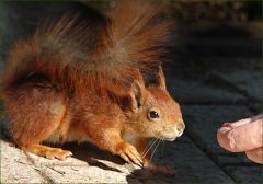 Eichhörnchen traut sich Eichhörnchen traut sich