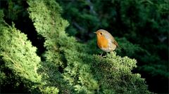 Rotkehlchen Rotkehlchen