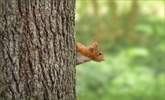 Eichhörnchen Eichhörnchen