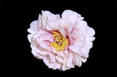 Pfingstrose Pfingstrose