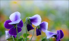 Stiefmütterchen im November