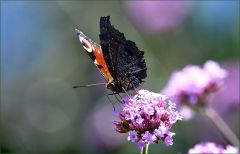 Pfauenauge Pfauenauge