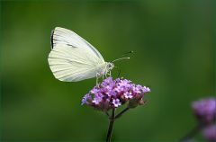 Kohlweissling Kohlweissling