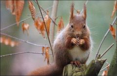 Eichhörnchen Eichhörnchen