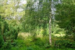 Sommerwiese und Birke Sommerwiese und Birke