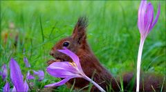 Herbstzeitlose Herbstzeitlose