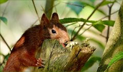 Eichhörnchen Eichhörnchen