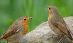 Rotkehlchen Rotkehlchen