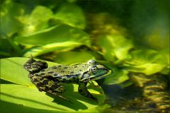 Wasserfrosch Wasserfrosch