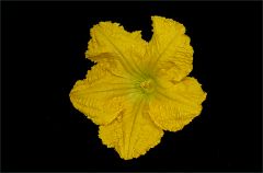 Kürbisblüte Kürbisblüte