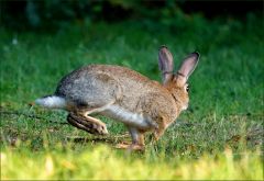 Wildkaninchen Wildkaninchen