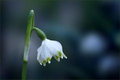 Märzenbecher am 21. Februar Märzenbecher am 21. Februar