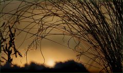 Gräser im Dezember bei Sonnenaufgang