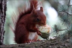 Eichhörnchen Eichhörnchen